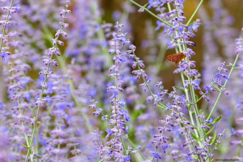 8 plantas complementarias para lavanda