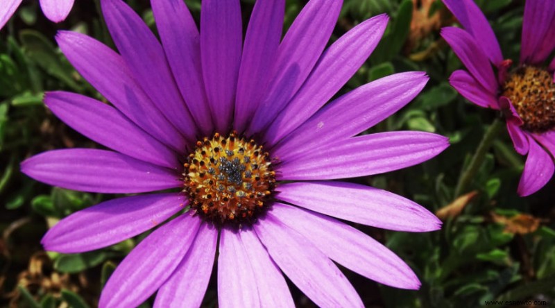 8 plantas complementarias para lavanda