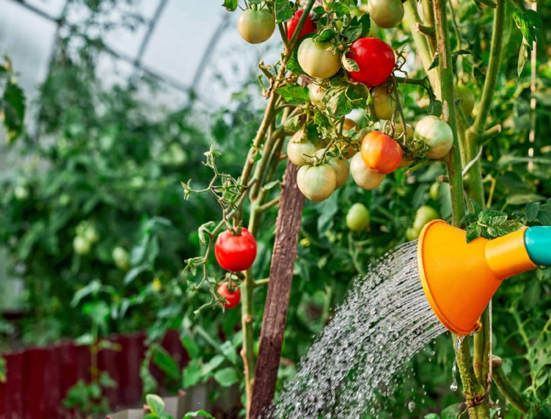 Por qué se rizan las hojas de tomate