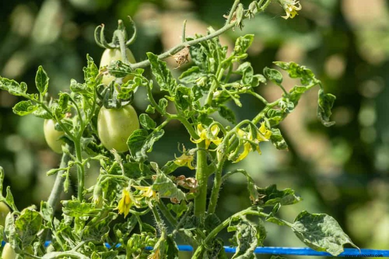 Por qué se rizan las hojas de tomate