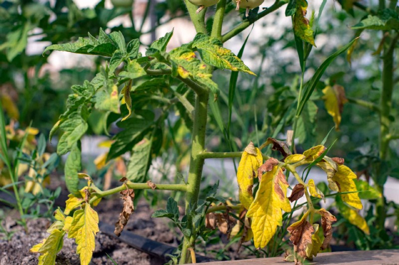 Por qué se rizan las hojas de tomate