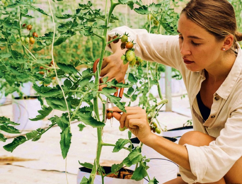 Por qué se rizan las hojas de tomate