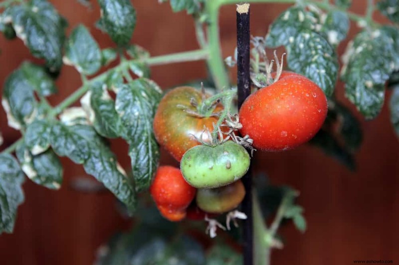 Por qué se rizan las hojas de tomate