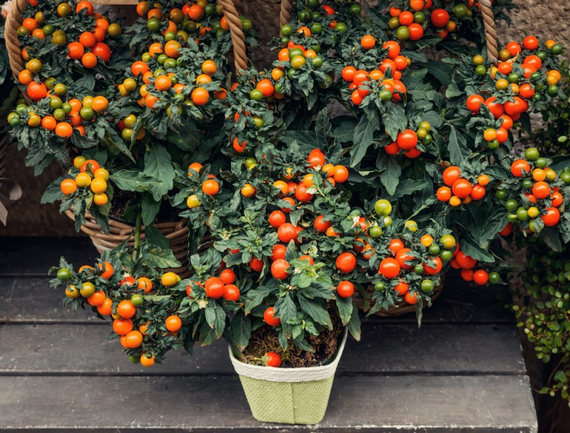 Por qué se rizan las hojas de tomate