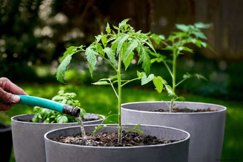 Por qué se rizan las hojas de tomate