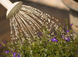 Guía experta: El mejor momento para regar plantas durante una ola de calor