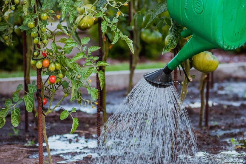 El mejor momento para regar tus plantas durante una ola de calor