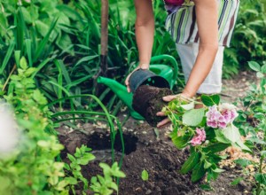 Mejor Hora del Día para Trasplantar Plantas: Guía Experta para Éxito Seguro