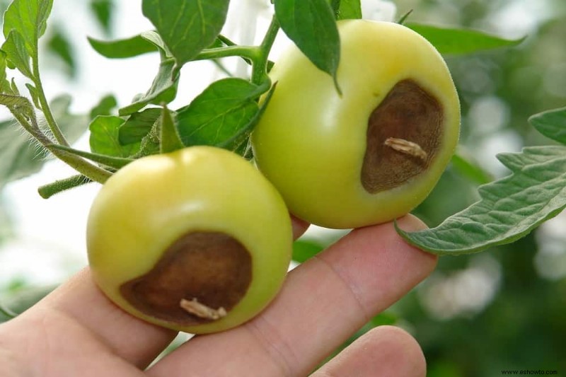 Cómo combatir la pudrición final de la flor en las plantas de tomate