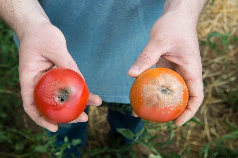 Cómo combatir la pudrición final de la flor en las plantas de tomate