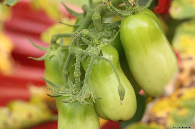 Cómo combatir la pudrición final de la flor en las plantas de tomate