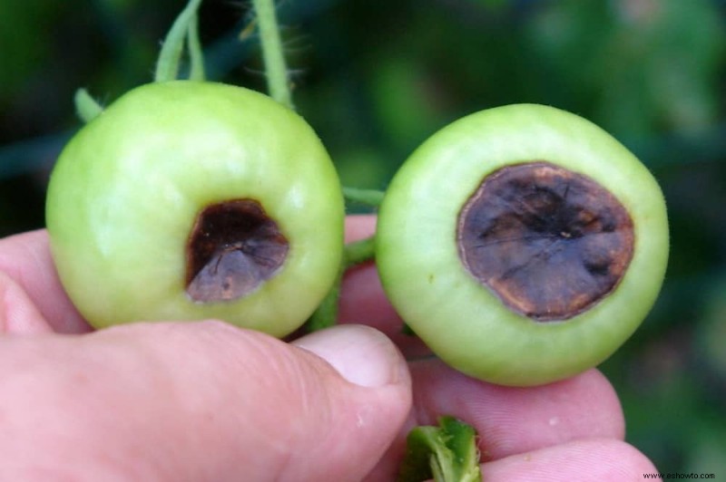 Cómo combatir la pudrición final de la flor en las plantas de tomate