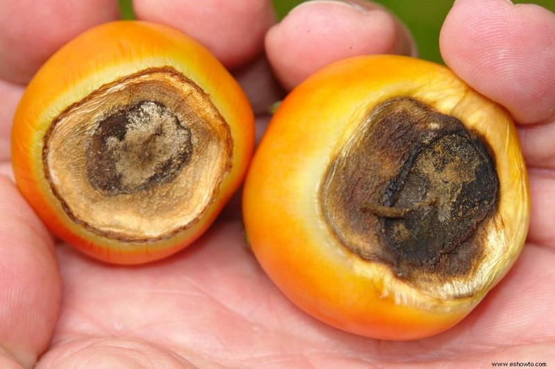 Cómo combatir la pudrición final de la flor en las plantas de tomate