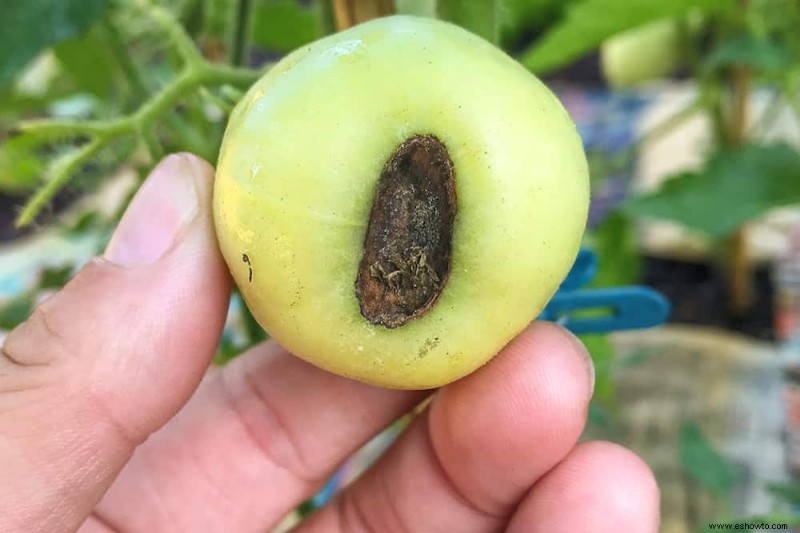 Cómo combatir la pudrición final de la flor en las plantas de tomate