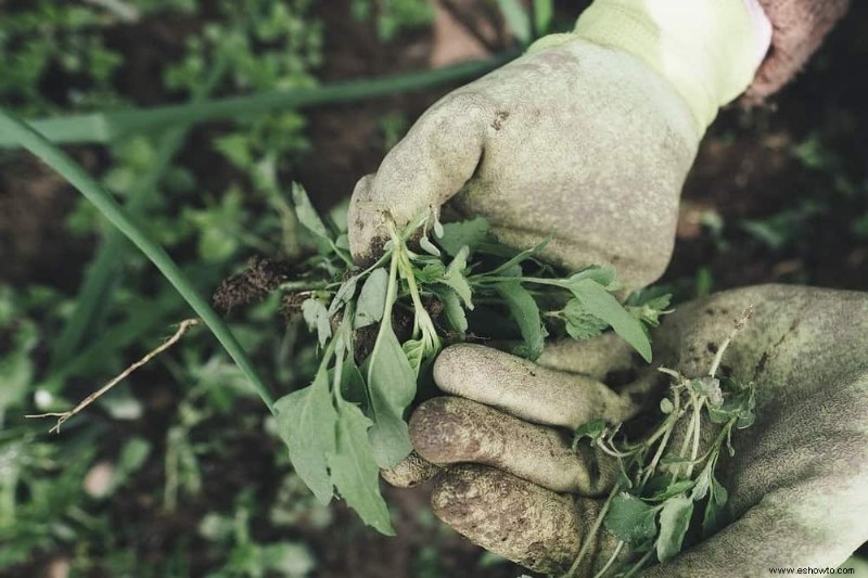 Cómo combatir la pudrición final de la flor en las plantas de tomate