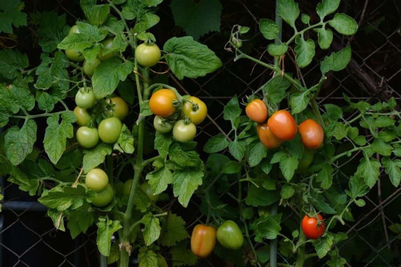 Cómo combatir la pudrición final de la flor en las plantas de tomate