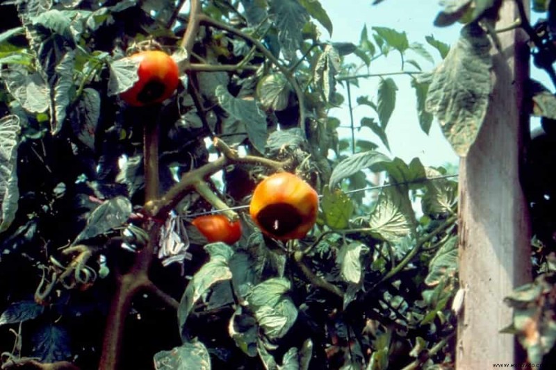 Cómo combatir la pudrición final de la flor en las plantas de tomate