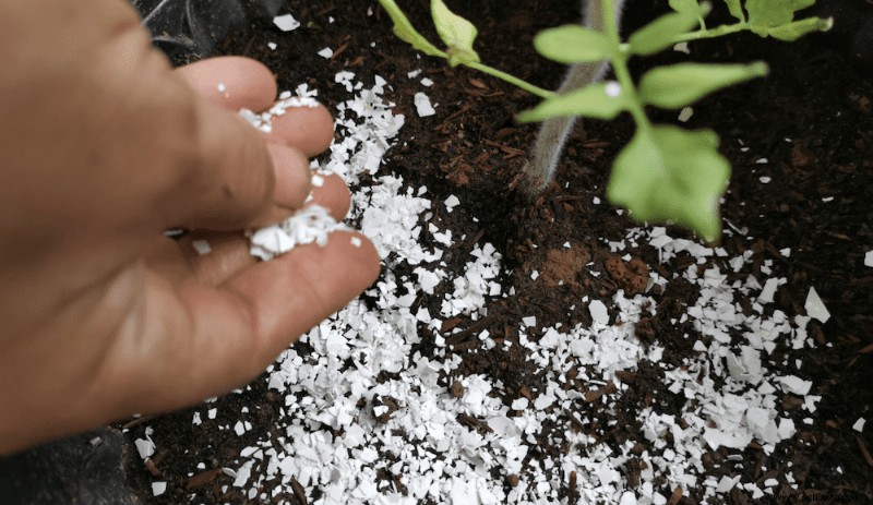 Cómo combatir la pudrición final de la flor en las plantas de tomate