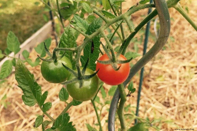 Cómo combatir la pudrición final de la flor en las plantas de tomate