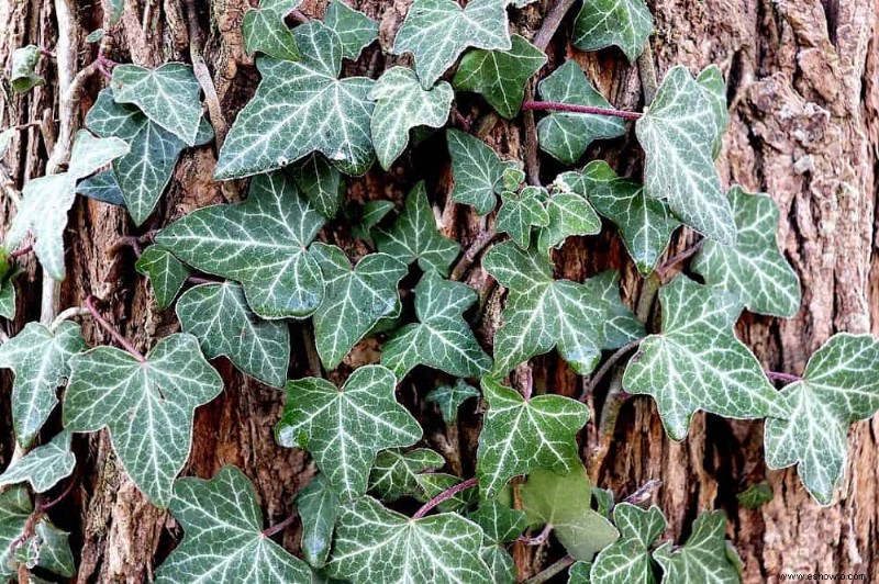 5 plantas de alto mantenimiento que debe evitar en su jardín