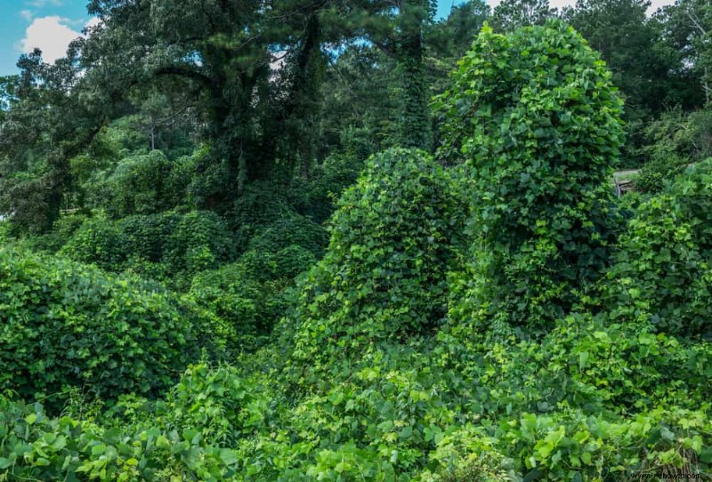 5 plantas de alto mantenimiento que debe evitar en su jardín