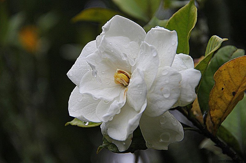 5 plantas de alto mantenimiento que debe evitar en su jardín