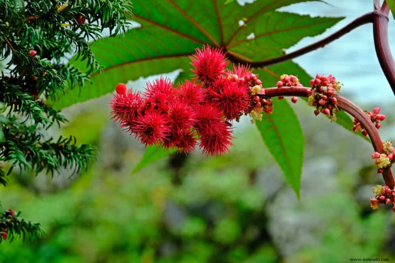 7 plantas que se deben evitar cerca de los niños