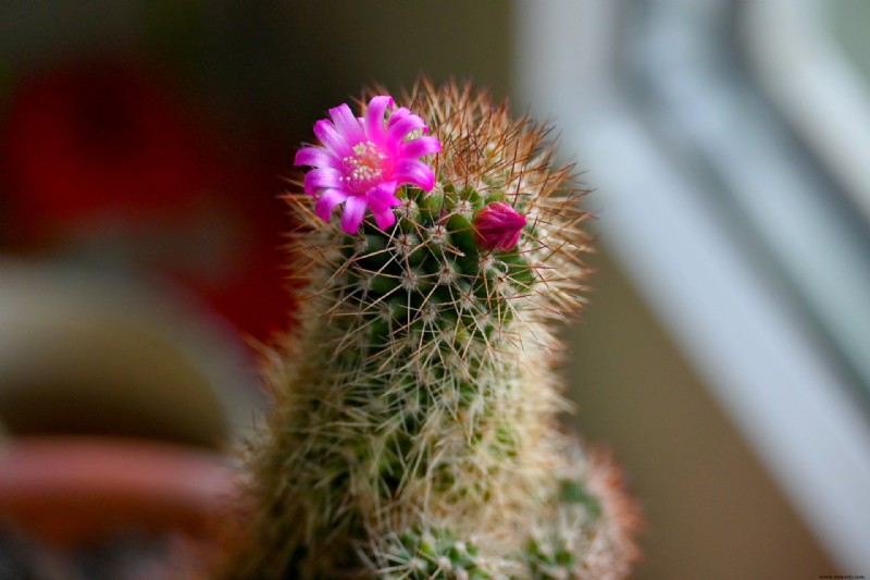 Estas 8 plantas de interior prosperan cuando se plantan juntas