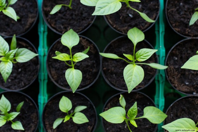 Cómo podar correctamente las plantas de pimiento