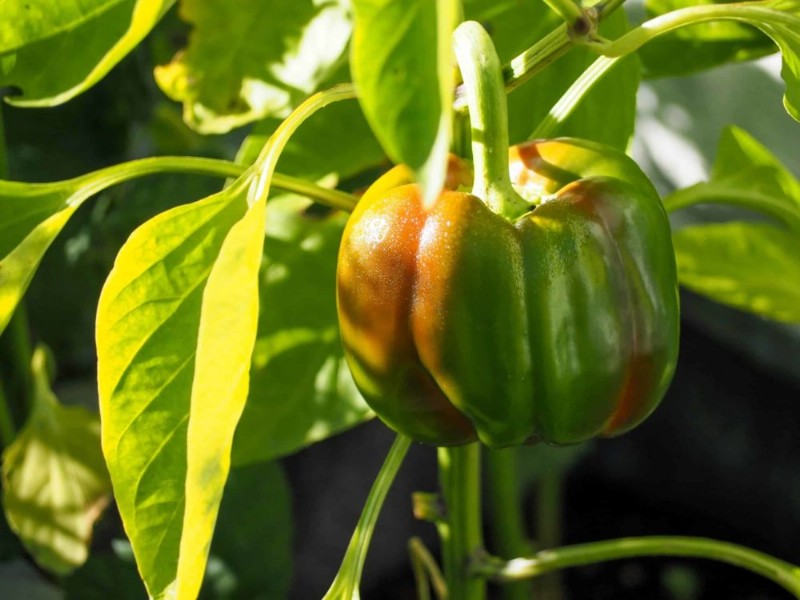 Cómo podar correctamente las plantas de pimiento