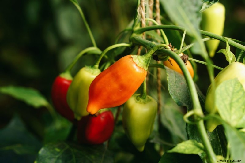 Cómo podar correctamente las plantas de pimiento