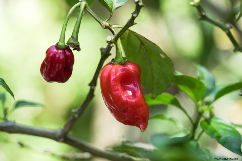 Cómo podar correctamente las plantas de pimiento