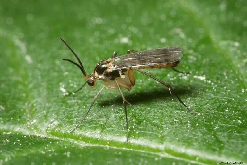 5 plagas comunes de plantas de interior a las que hay que estar atentos