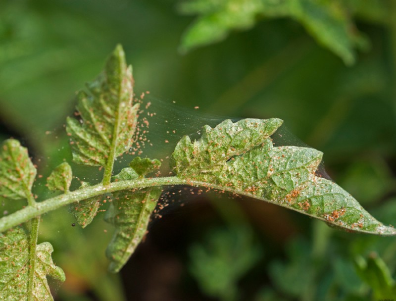 5 plagas comunes de plantas de interior a las que hay que estar atentos