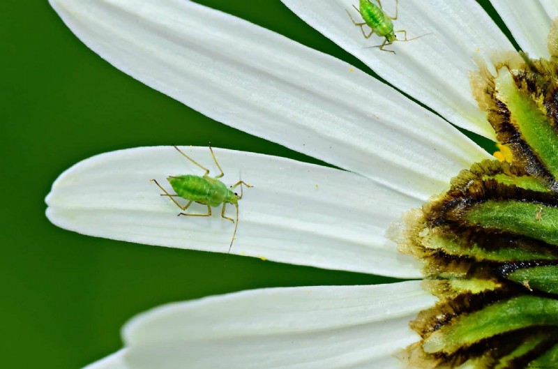 5 plagas comunes de plantas de interior a las que hay que estar atentos