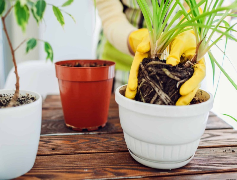 ¿Se pueden cultivar varias plantas de interior en la misma maceta?