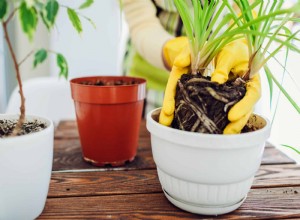¿Se pueden plantar varias plantas de interior en la misma maceta? Guía experta