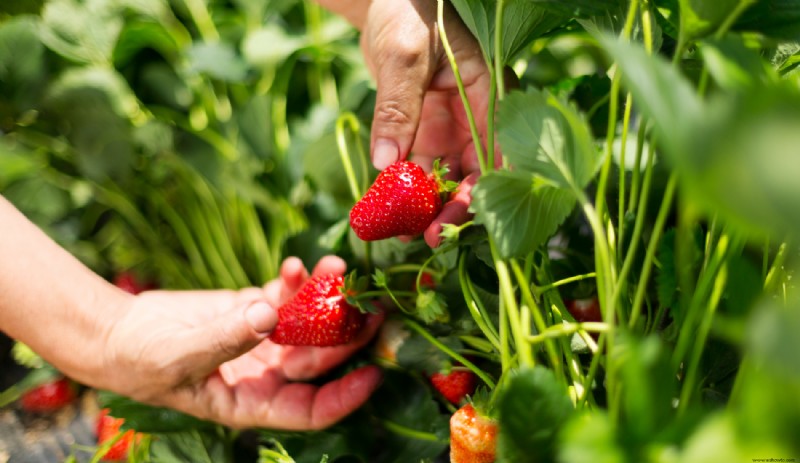 10 plantas que siempre debes cultivar juntas