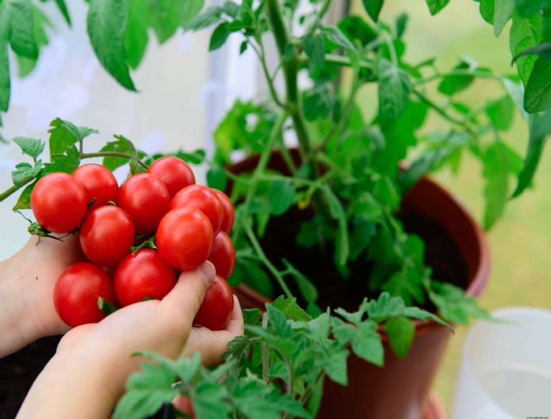 Las mejores verduras que puedes cultivar en interiores