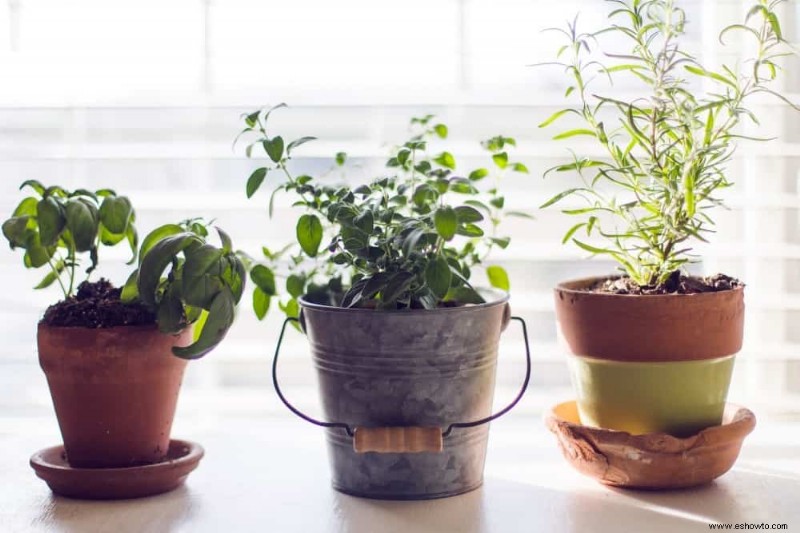 Las mejores verduras que puedes cultivar en interiores