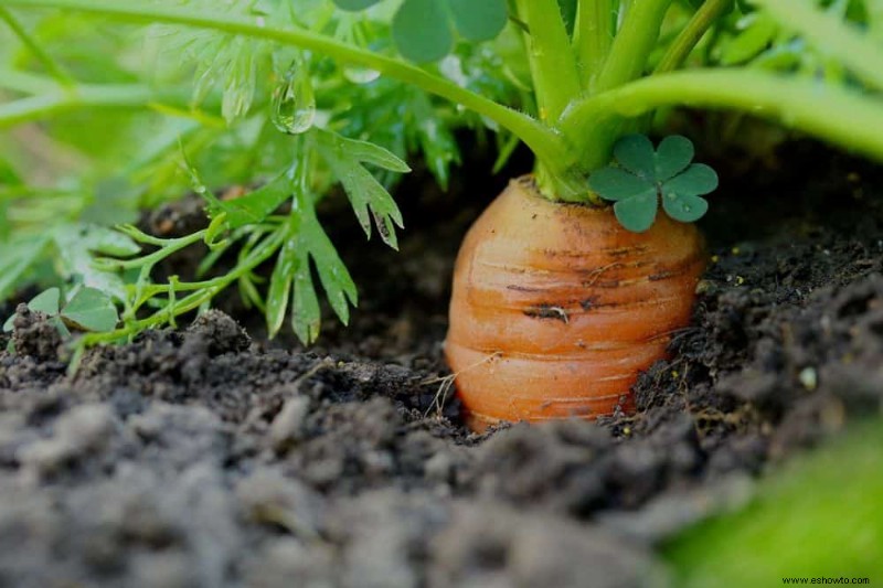 Las mejores verduras que puedes cultivar en interiores