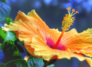 Guía Completa para Podar Hibiscos: Consejos Expertos para un Jardín Vibrante