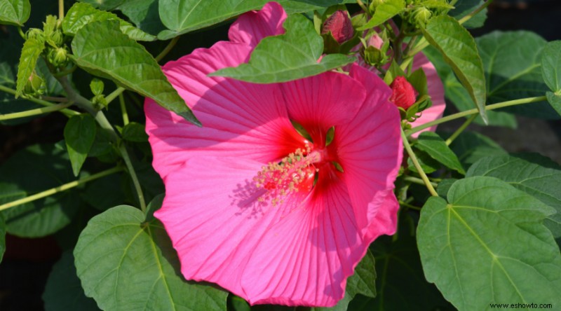 Cómo podar hibiscos