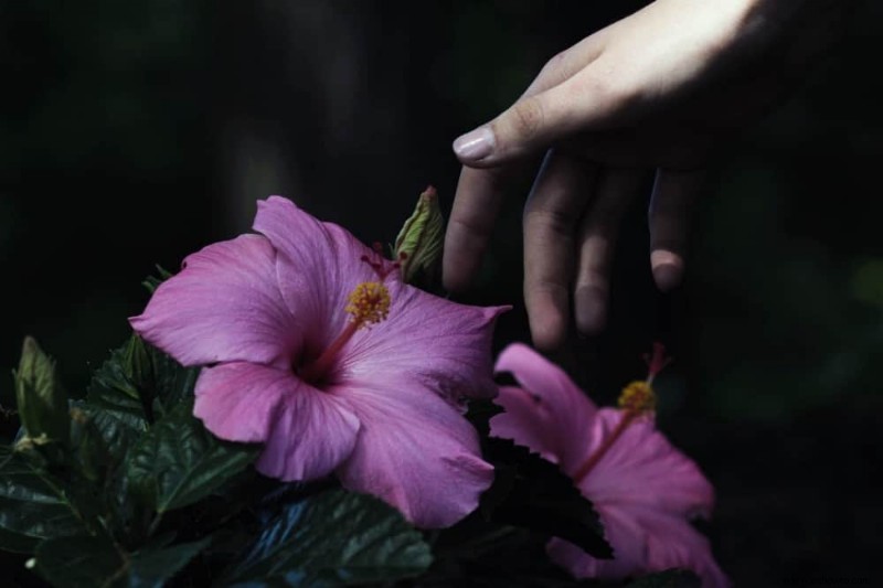 Cómo podar hibiscos