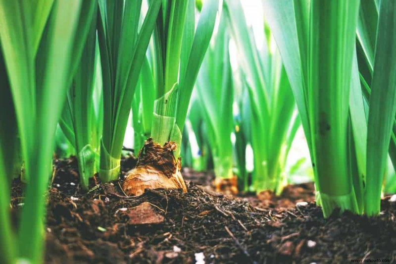 Cómo cultivar y plantar cebollas a partir de cebollas