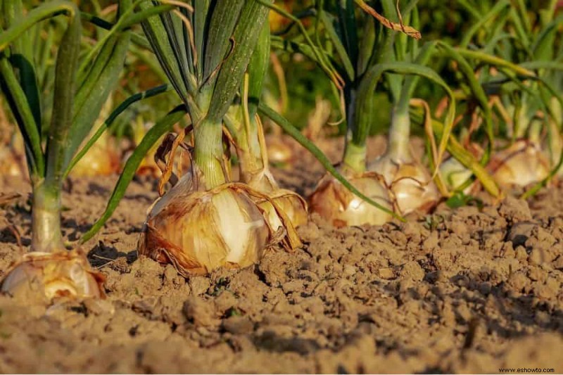 Cómo cultivar y plantar cebollas a partir de cebollas
