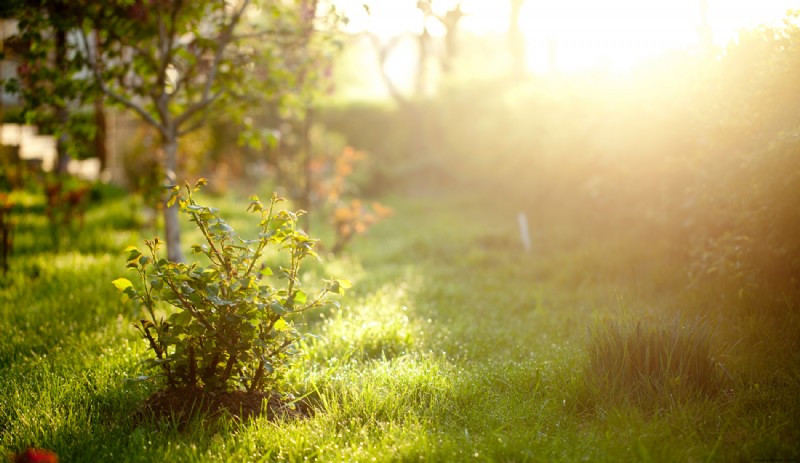 ¿Cuál es la mejor hora del día para plantar flores en su jardín?