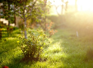 La mejor hora del día para plantar flores en tu jardín: Guía experta