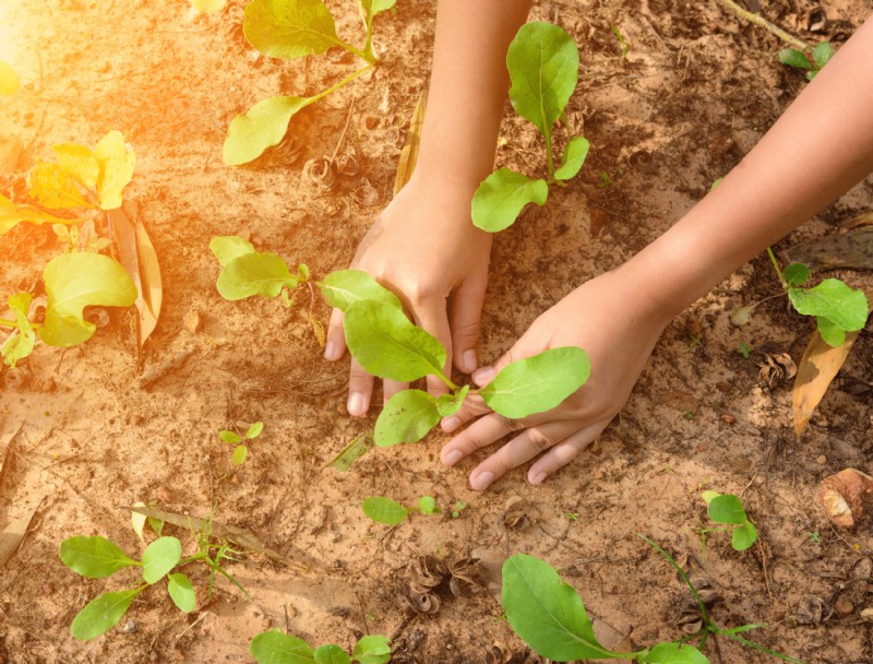 ¿Cuál es la mejor hora del día para plantar flores en su jardín?