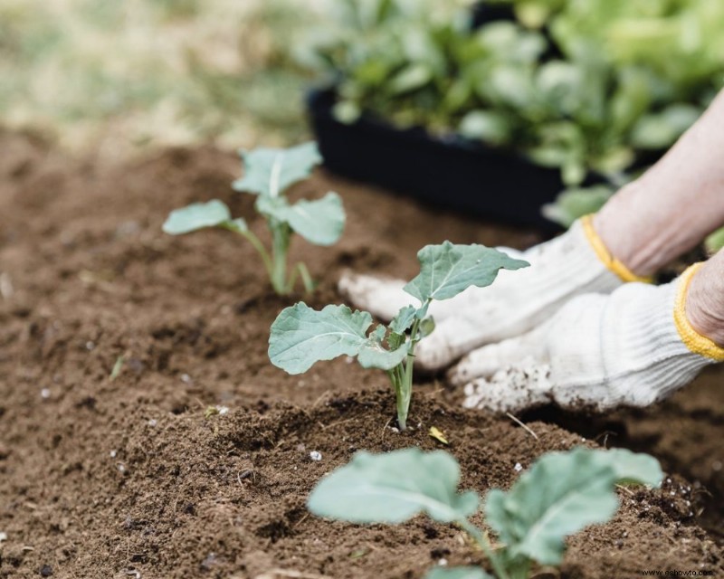 ¿Cuál es la mejor hora del día para plantar flores en su jardín?